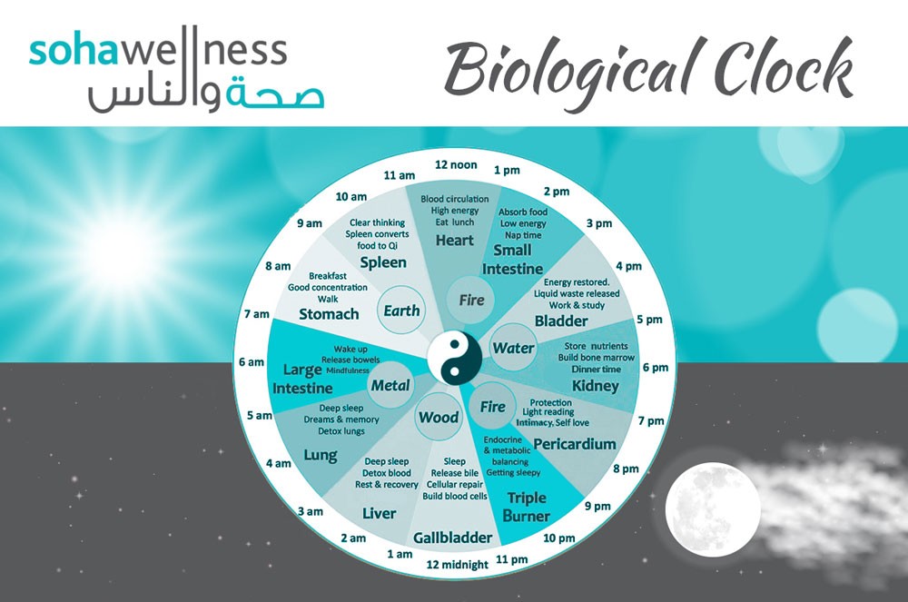 How Understanding The Chinese Biological Clock Can Help Us Optimize Our 